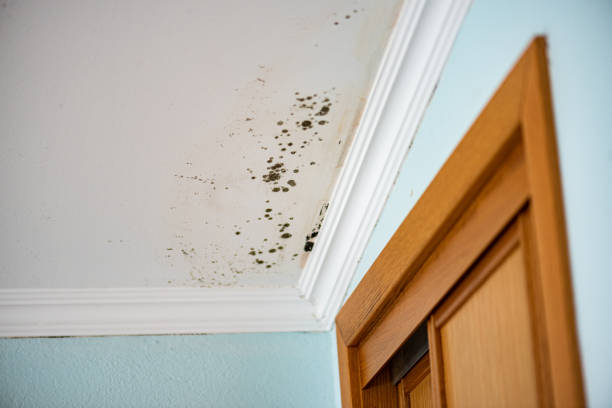 Best Local Mold Removal Service  in Pine, AZ